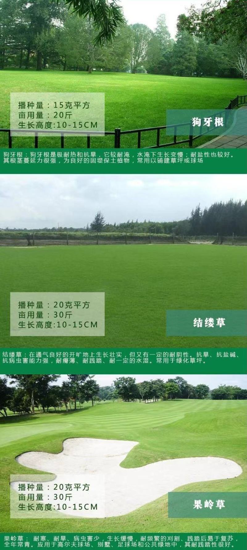 进口草坪种子护坡绿化狗牙根草籽草种子矮生耐践踏免修剪