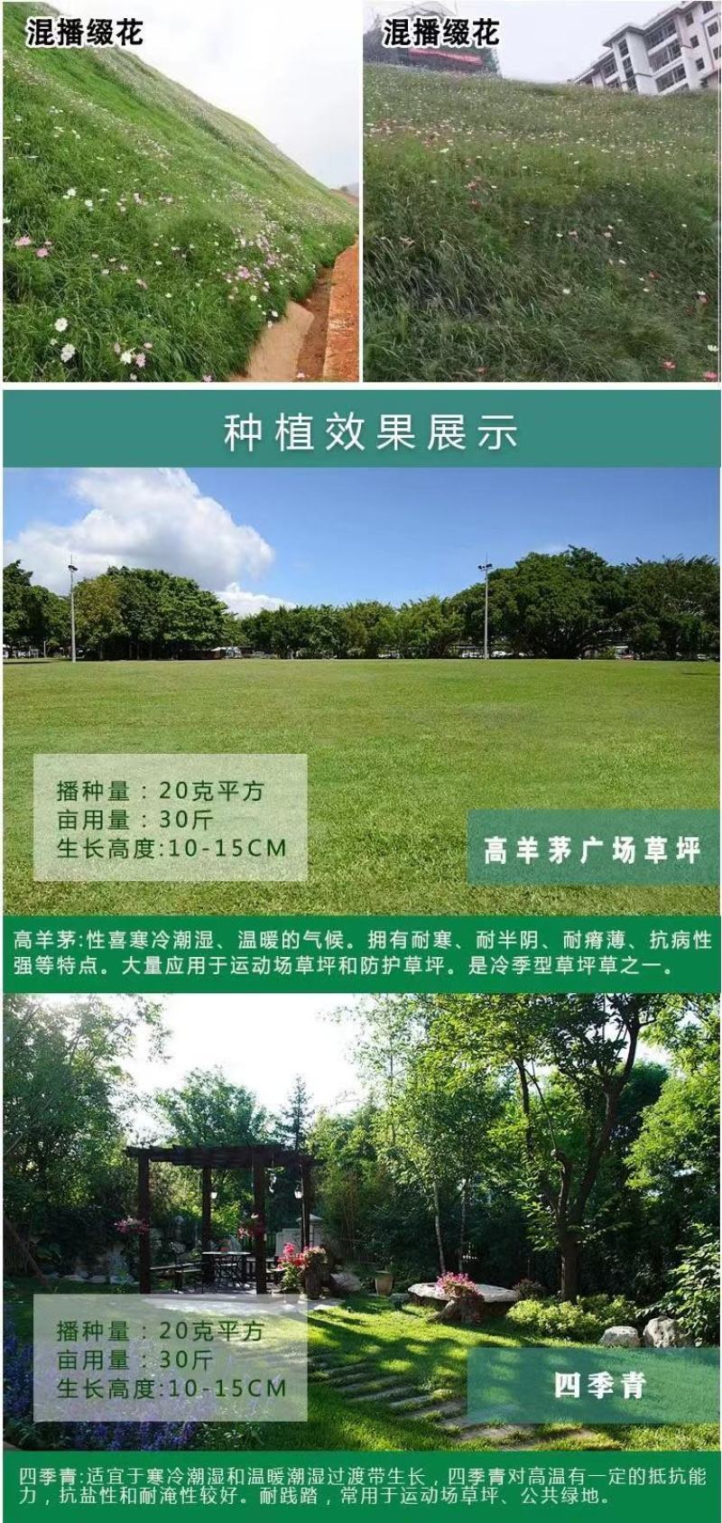 进口草坪种子护坡绿化狗牙根草籽草种子矮生耐践踏免修剪