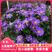 五色菊种子四季易种阳台花坛盆栽花卉多年生小野花花卉种子