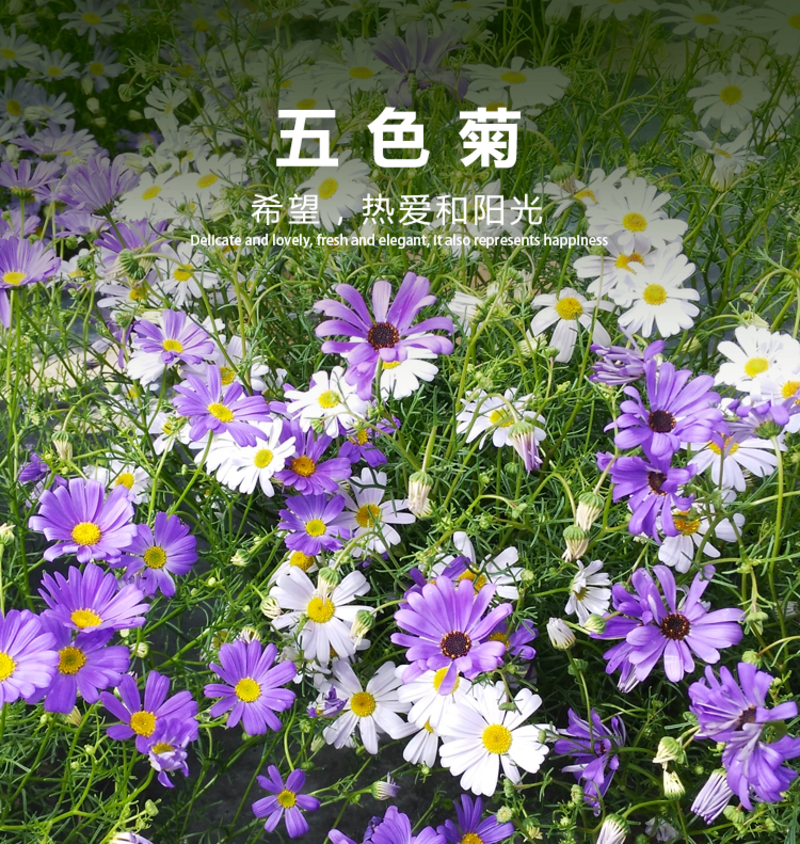 五色菊种子四季易种阳台花坛盆栽花卉多年生小野花花卉种子
