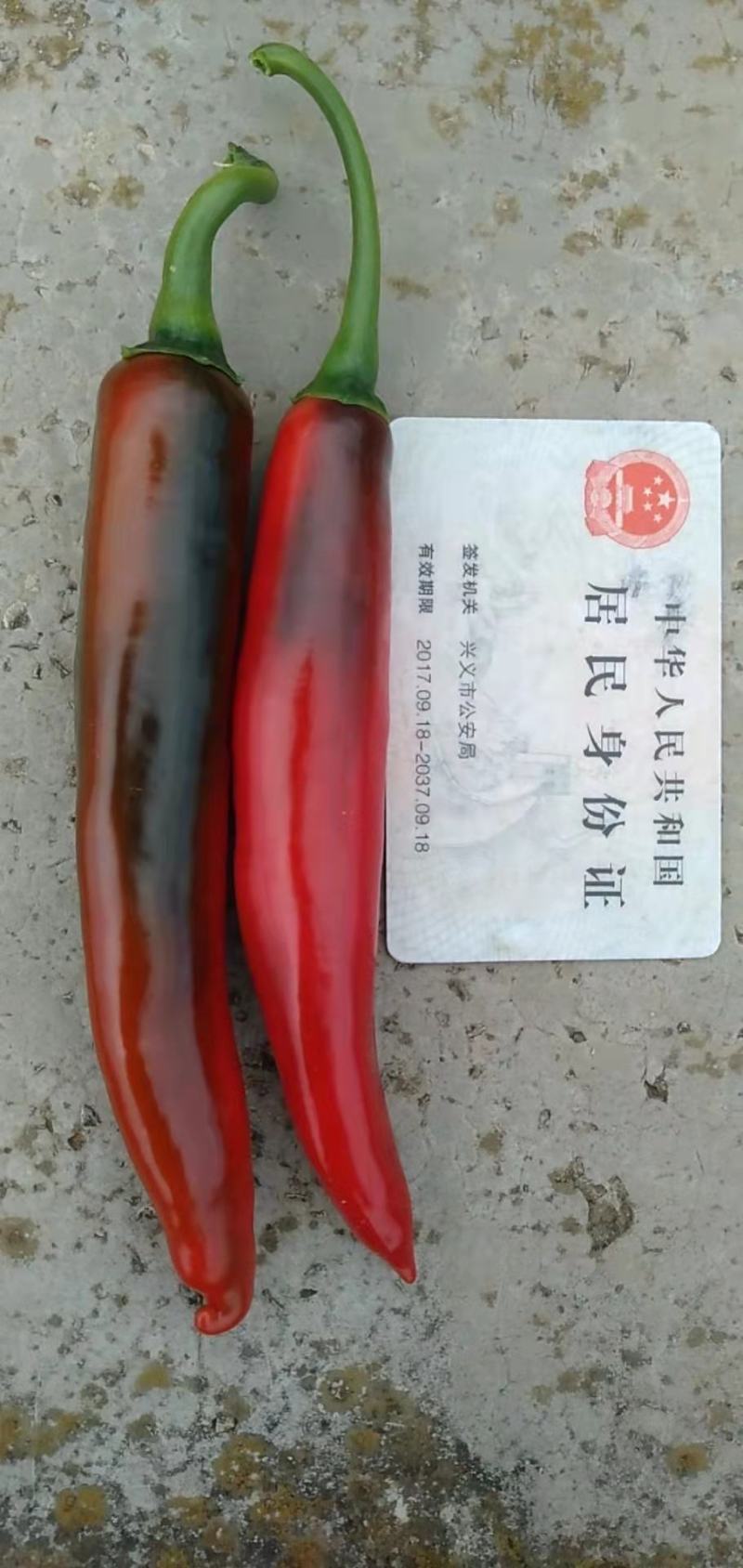 【现摘现发】精品美人椒大量上市中，红袍椒，大红椒，鲜辣椒