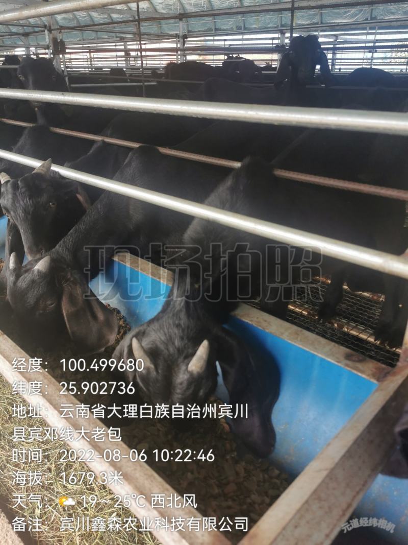 努比亚黑山羊羊苗，努比亚杂交黑山羊羊苗，黑山羊，滇西黑山