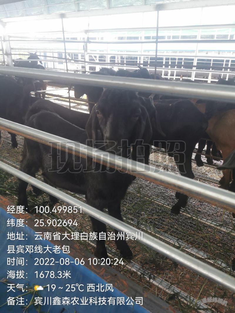 努比亚黑山羊羊苗，努比亚杂交黑山羊羊苗，黑山羊，滇西黑山
