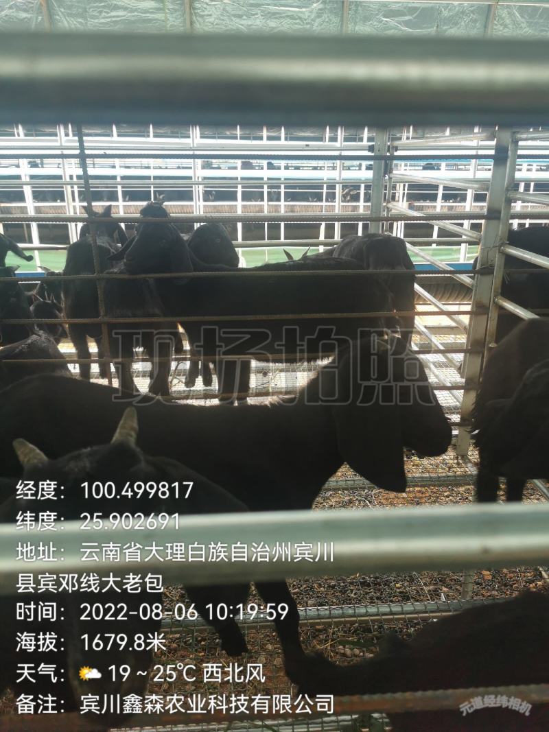 努比亚黑山羊羊苗，努比亚杂交黑山羊羊苗，黑山羊，滇西黑山