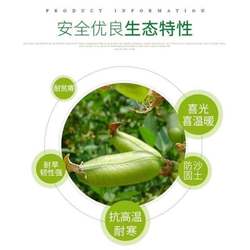 猪屎豆种子太阳麻椭圆叶猪屎豆三圆叶猪屎豆种子护坡种子