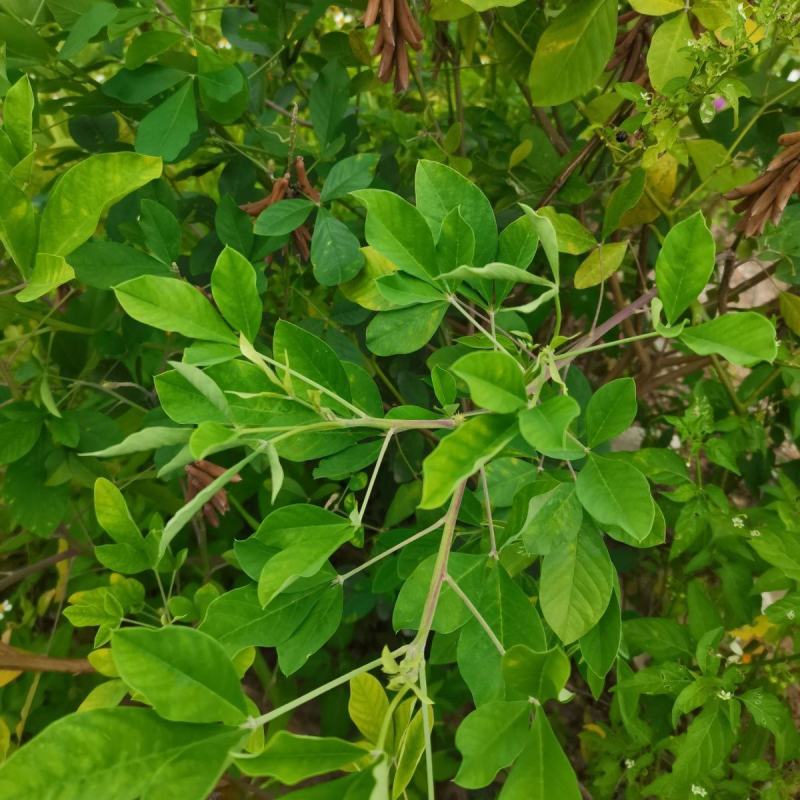 猪屎豆种子太阳麻椭圆叶猪屎豆三圆叶猪屎豆种子护坡种子