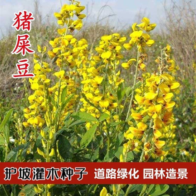 猪屎豆种子太阳麻椭圆叶猪屎豆三圆叶猪屎豆种子护坡种子