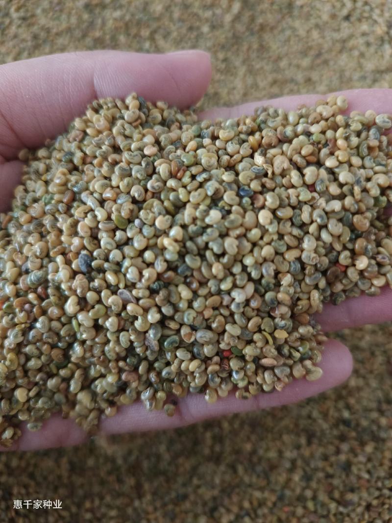 猪屎豆种子太阳麻椭圆叶猪屎豆三圆叶猪屎豆种子护坡种子
