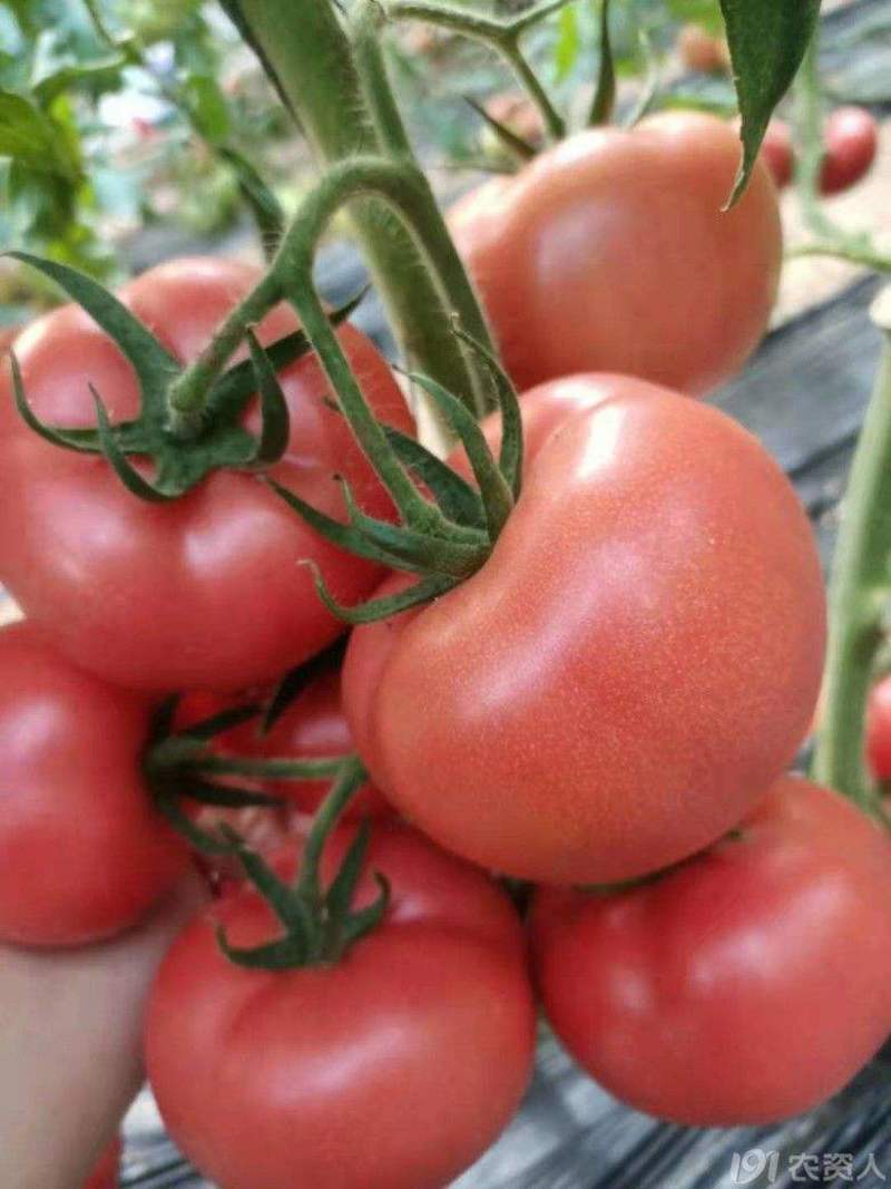 【优质】西红柿品质好价格低全国代发品质保障