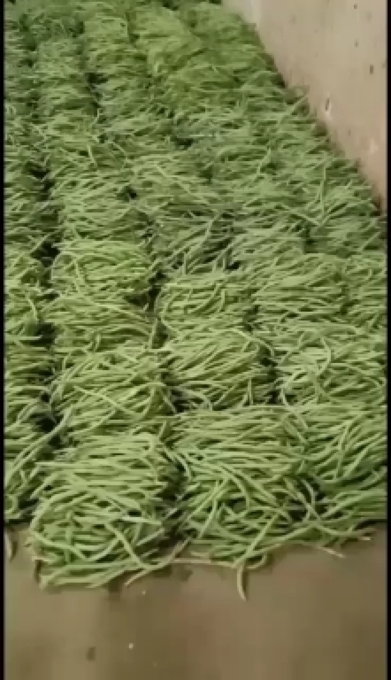 甘肃豆王上市中需要的老板联系