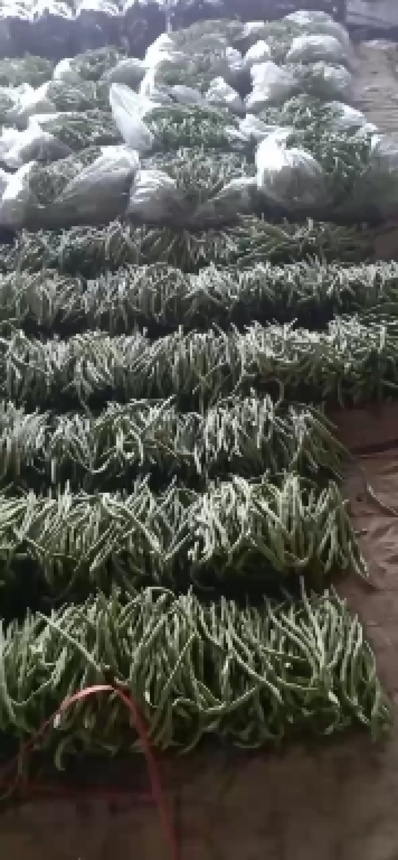 甘肃豆王上市中需要的老板联系