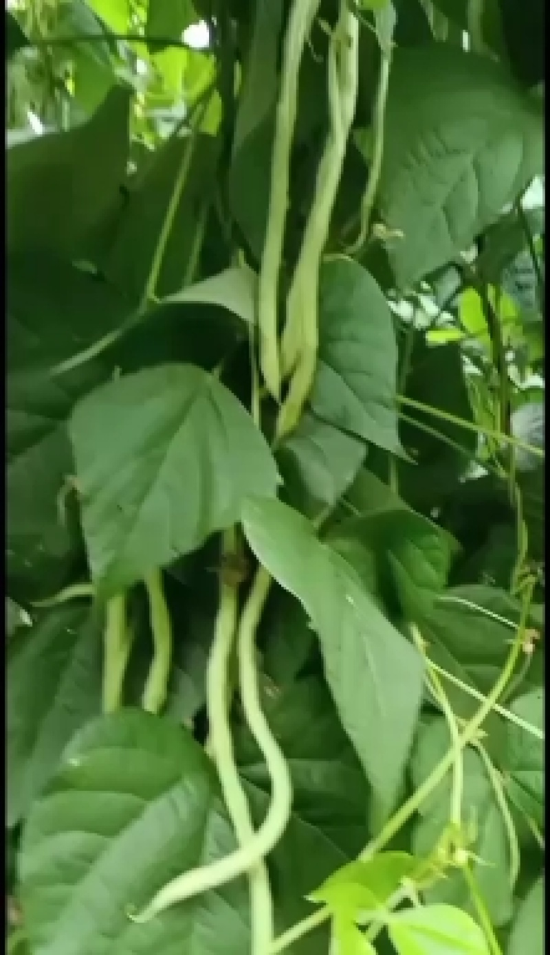 甘肃豆王上市中需要的老板联系