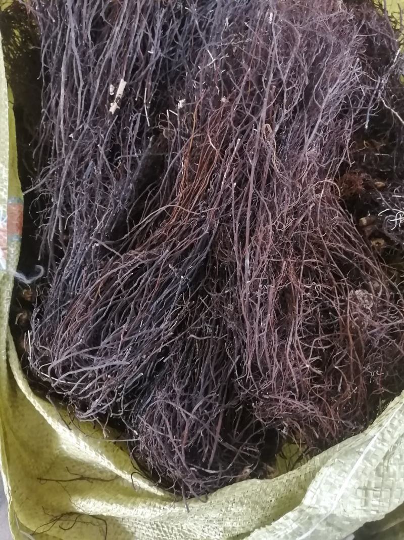 【热卖】威灵仙纯野生一手货源产地直销