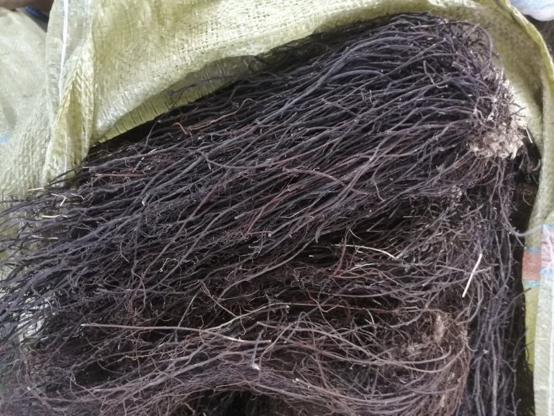 【热卖】威灵仙纯野生一手货源产地直销