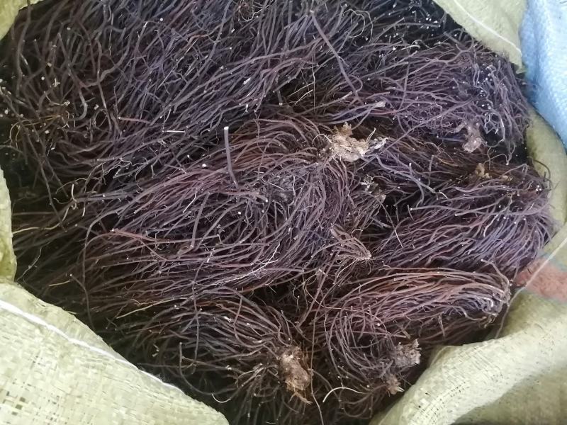 【热卖】威灵仙纯野生一手货源产地直销