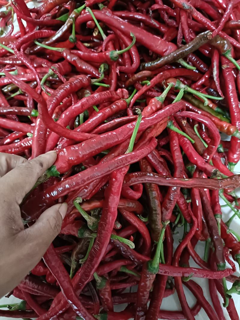 螺丝椒。线椒