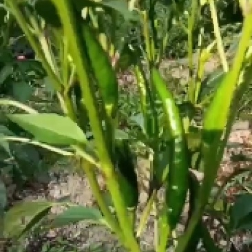 小米辣椒