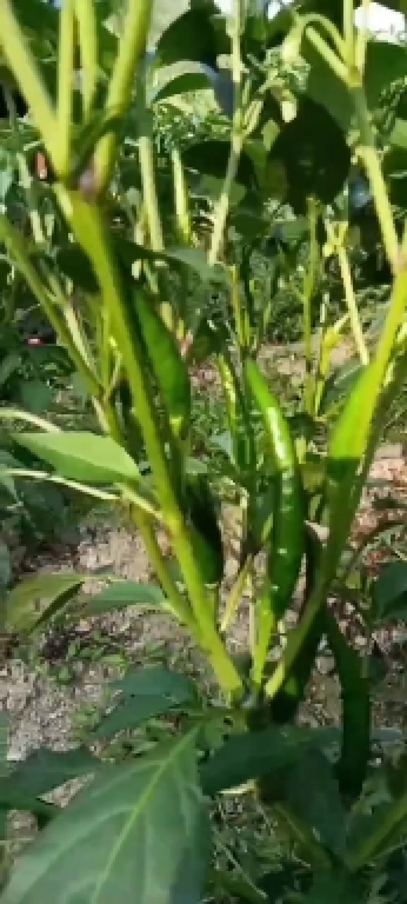 小米辣椒
