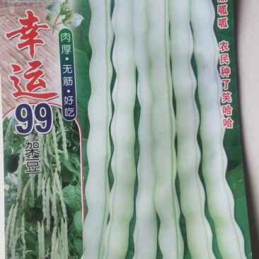白色四季豆种子幸运99肉厚无筋结荚密春秋可种