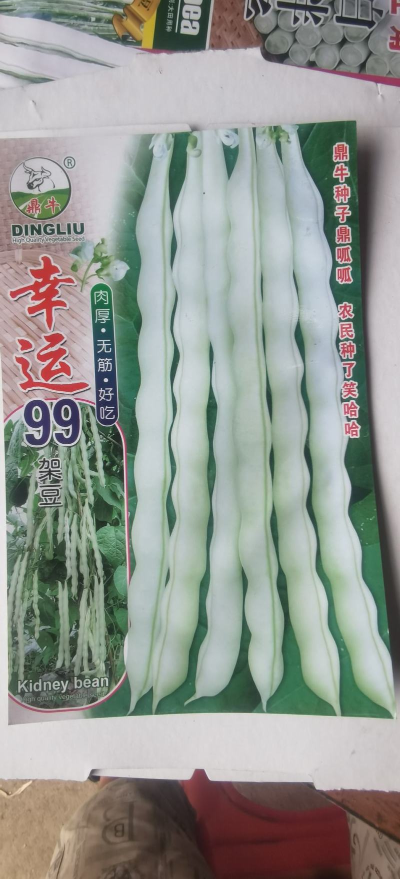 白色四季豆种子幸运99肉厚无筋结荚密春秋可种