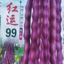 红色四季豆种子红运99厚肉型紫红袍无筋架豆