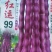 红色四季豆种子红运99厚肉型紫红袍无筋架豆
