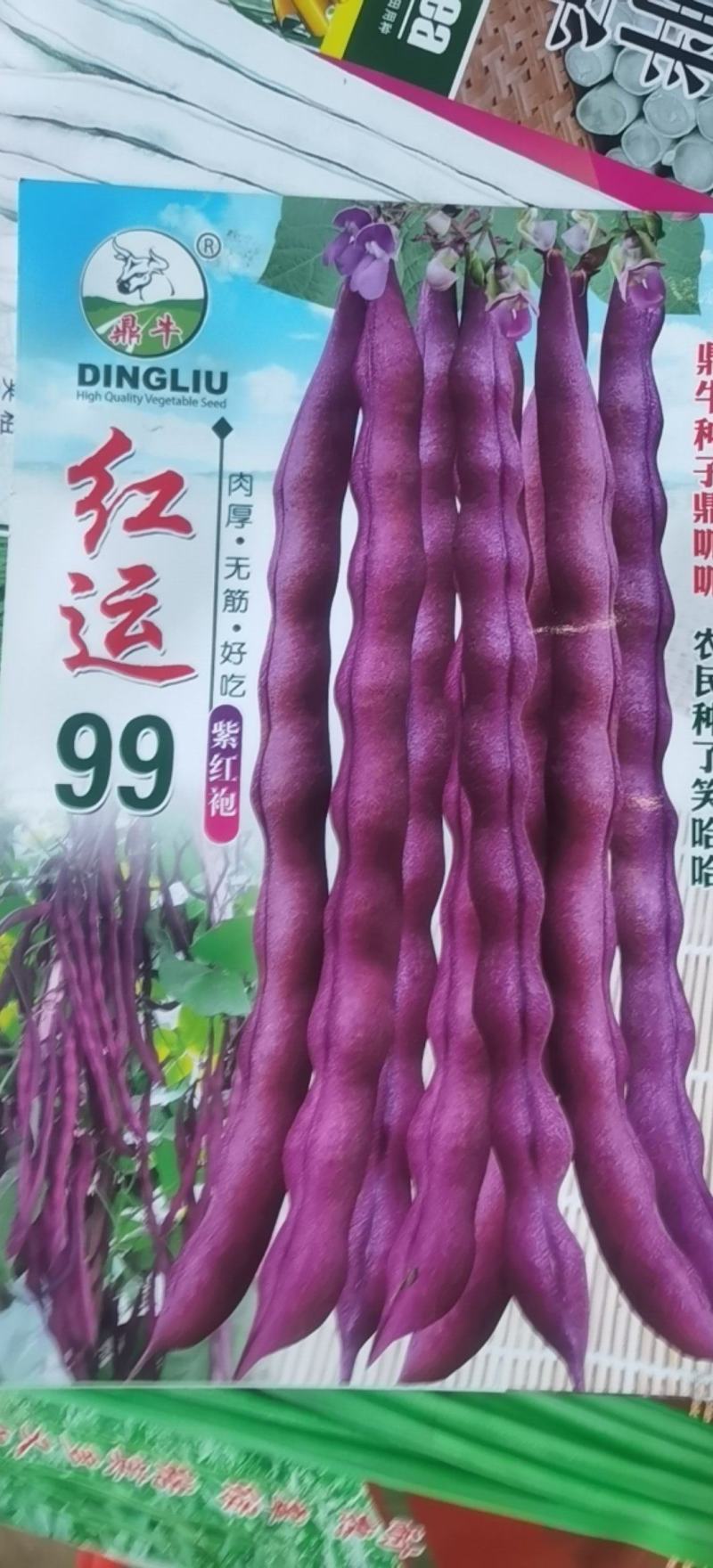 红色四季豆种子红运99厚肉型紫红袍无筋架豆