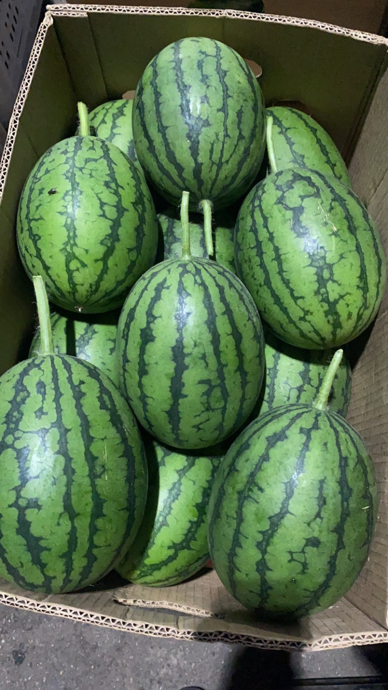 富晒礼品2k小西瓜，大量上市、货源充足，质量好，大量现货