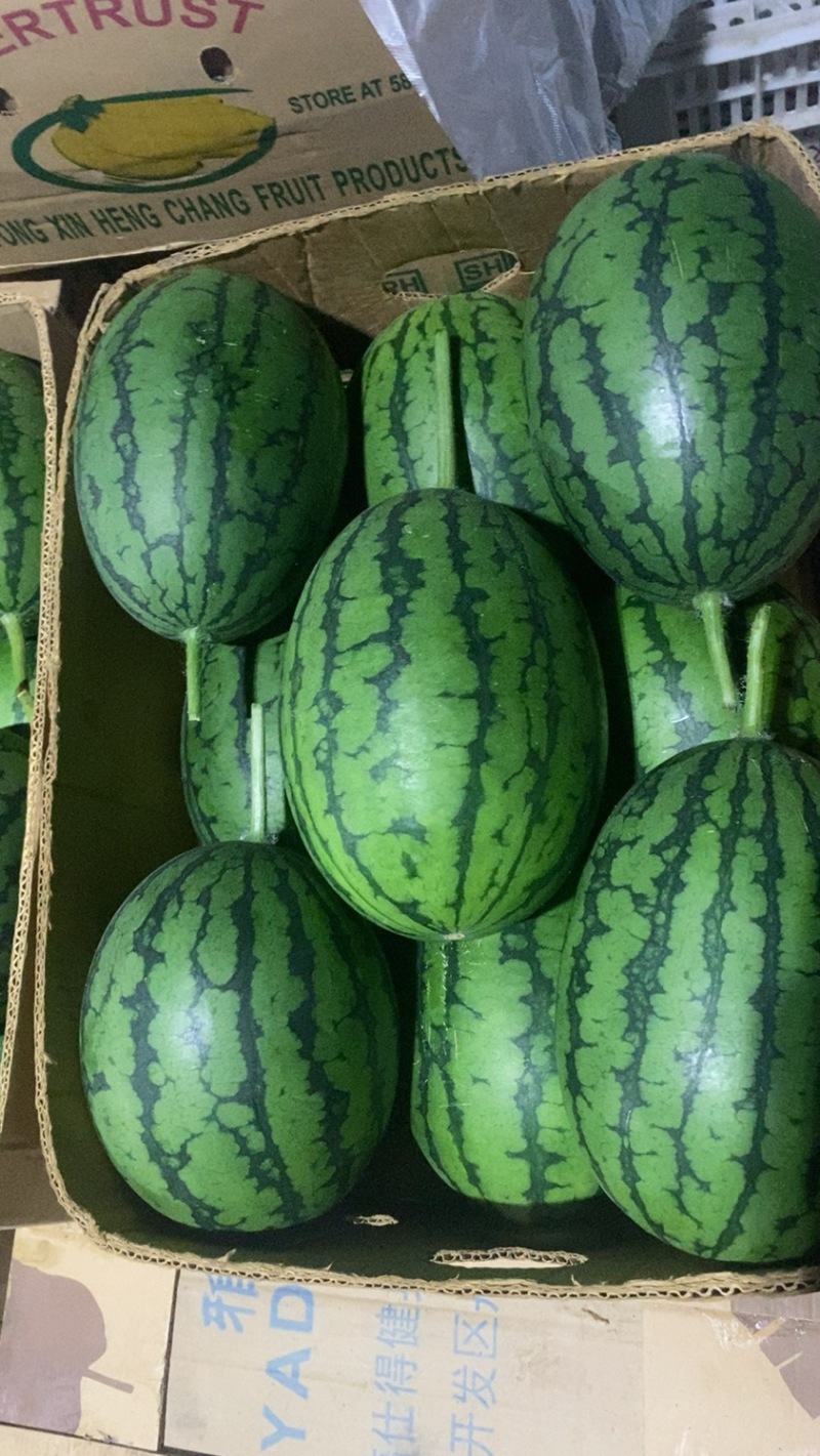 富晒礼品2k小西瓜，大量上市、货源充足，质量好，大量现货