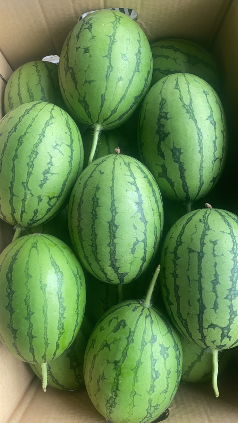 富晒礼品2k小西瓜，大量上市、货源充足，质量好，大量现货