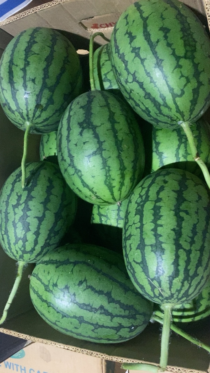 富晒礼品2k小西瓜，大量上市、货源充足，质量好，大量现货
