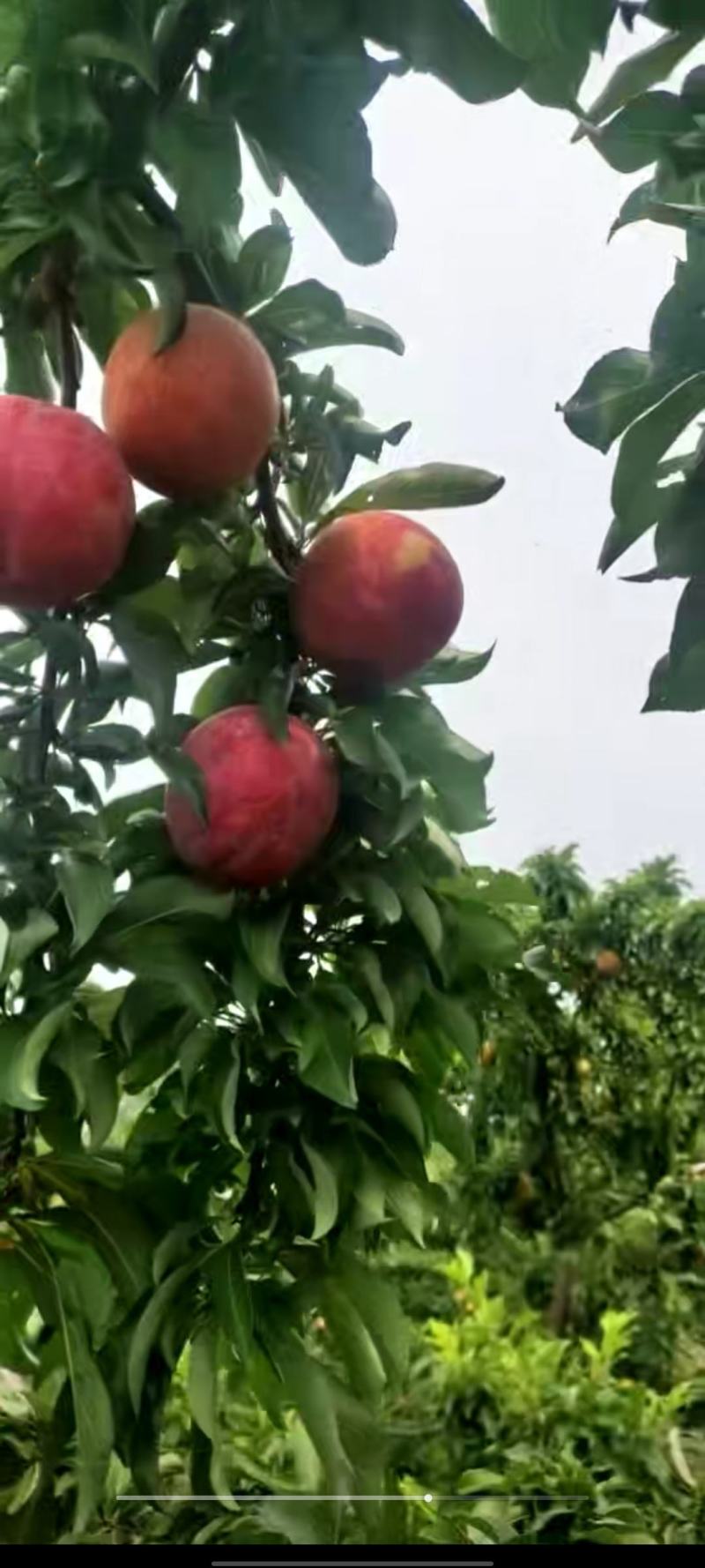 大红袍李子产地直发品质保证对接各类客户欢迎咨询