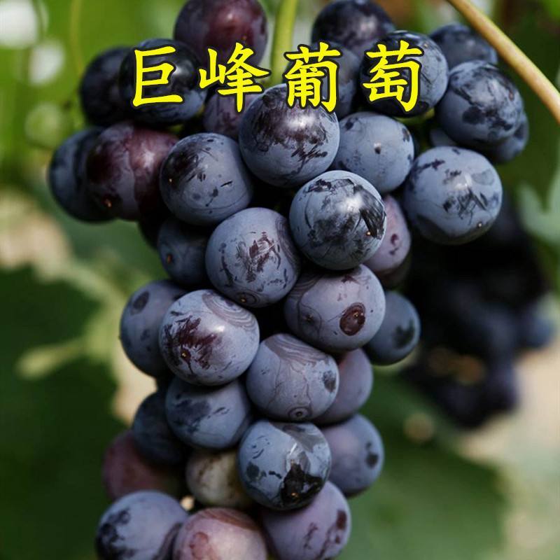 河北巨峰葡萄产地直发一手货源大量供应欢迎下单
