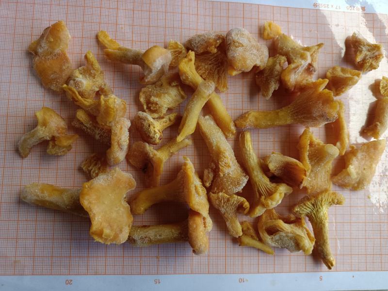 速冻鸡油菌，野生菌，非诚勿扰，色泽鲜艳，适合内销及出口