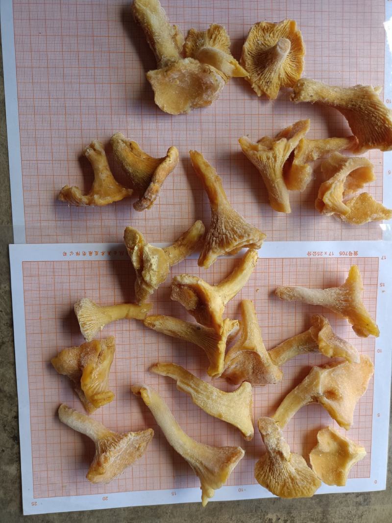 速冻鸡油菌，野生菌，非诚勿扰，色泽鲜艳，适合内销及出口