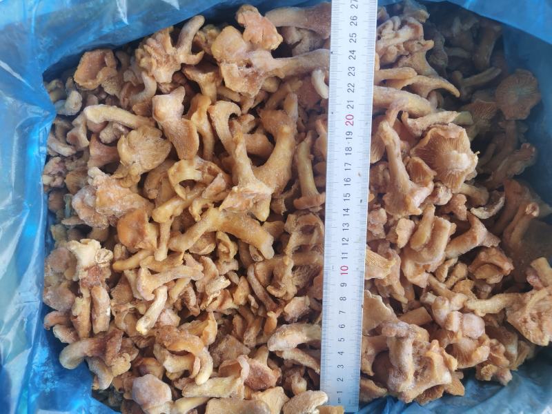 速冻鸡油菌，野生菌，非诚勿扰，色泽鲜艳，适合内销及出口