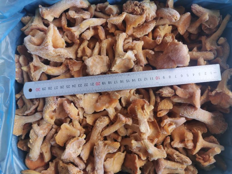 速冻鸡油菌，野生菌，非诚勿扰，色泽鲜艳，适合内销及出口