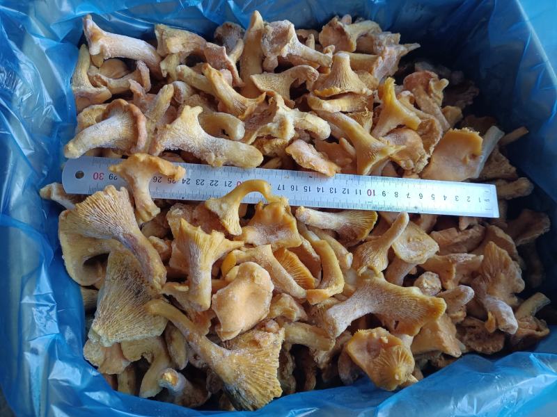 速冻鸡油菌，野生菌，非诚勿扰，色泽鲜艳，适合内销及出口