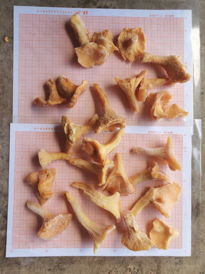 速冻鸡油菌，野生菌，非诚勿扰，色泽鲜艳，适合内销及出口