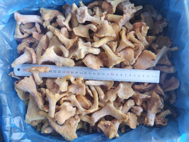 速冻鸡油菌，野生菌，非诚勿扰，色泽鲜艳，适合内销及出口