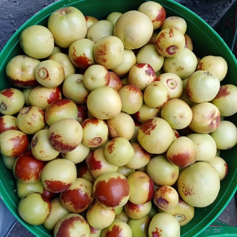 冬枣