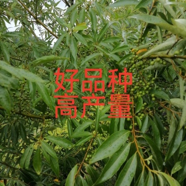 大家好，我湖南省怀化市靖州县丁西发专业种植优质木姜子苗l