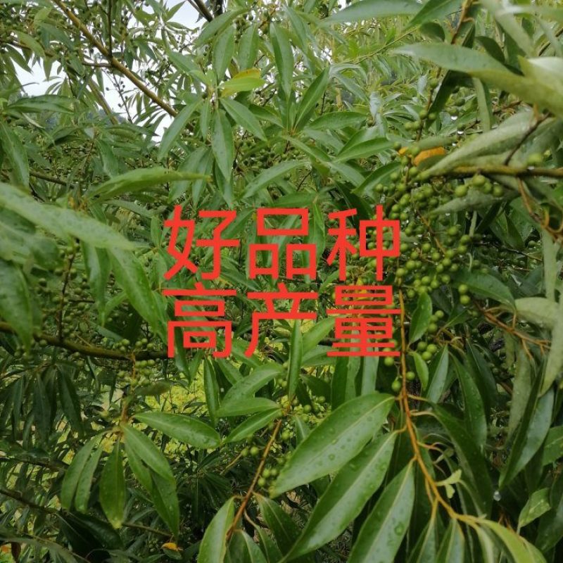 大家好，我湖南省怀化市靖州县丁西发专业种植优质木姜子苗l