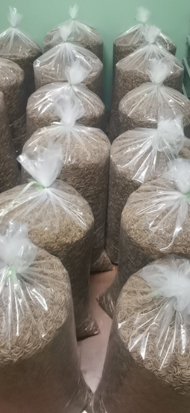 养殖场优质黄粉虫干品