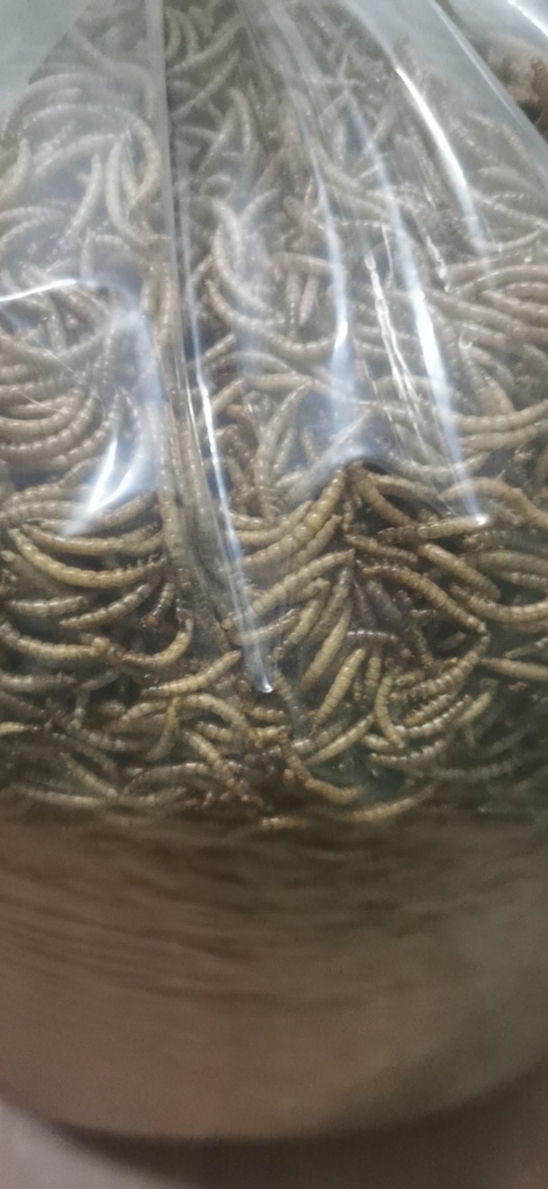 养殖场优质黄粉虫干品