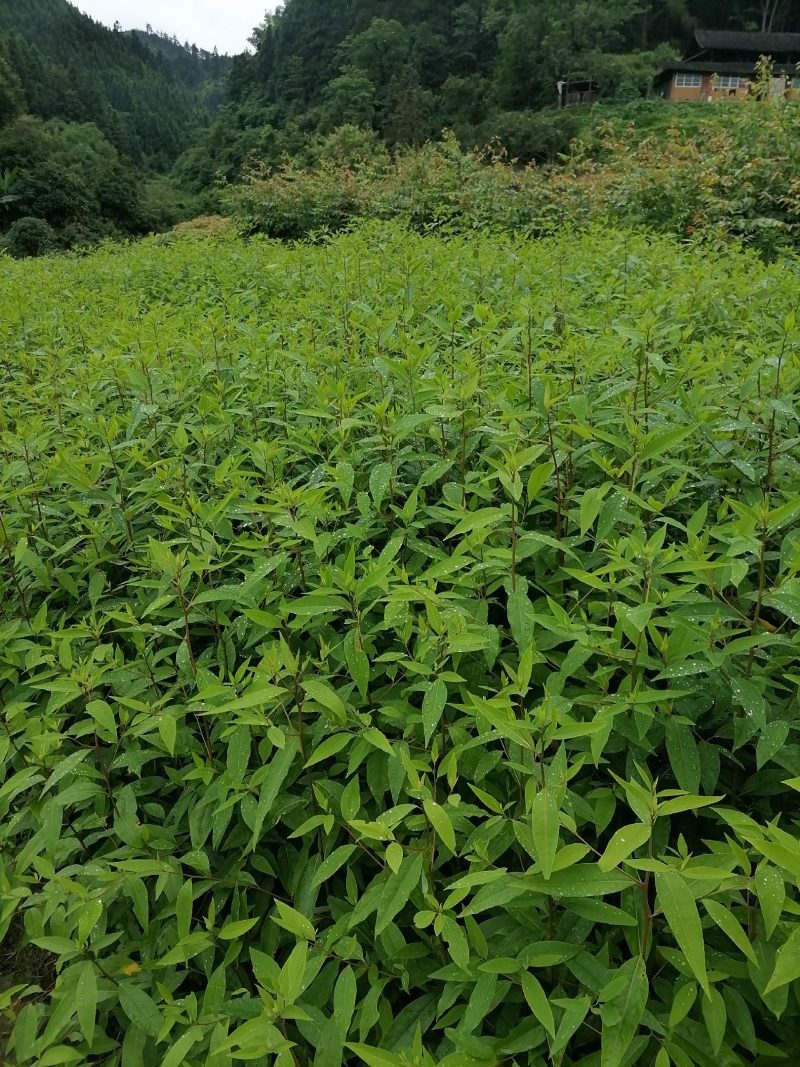 大家好，我湖南省怀化市靖州县丁西发专业种植优质木姜子苗l
