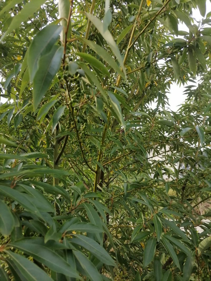 大家好，我湖南省怀化市靖州县丁西发专业种植优质木姜子苗l