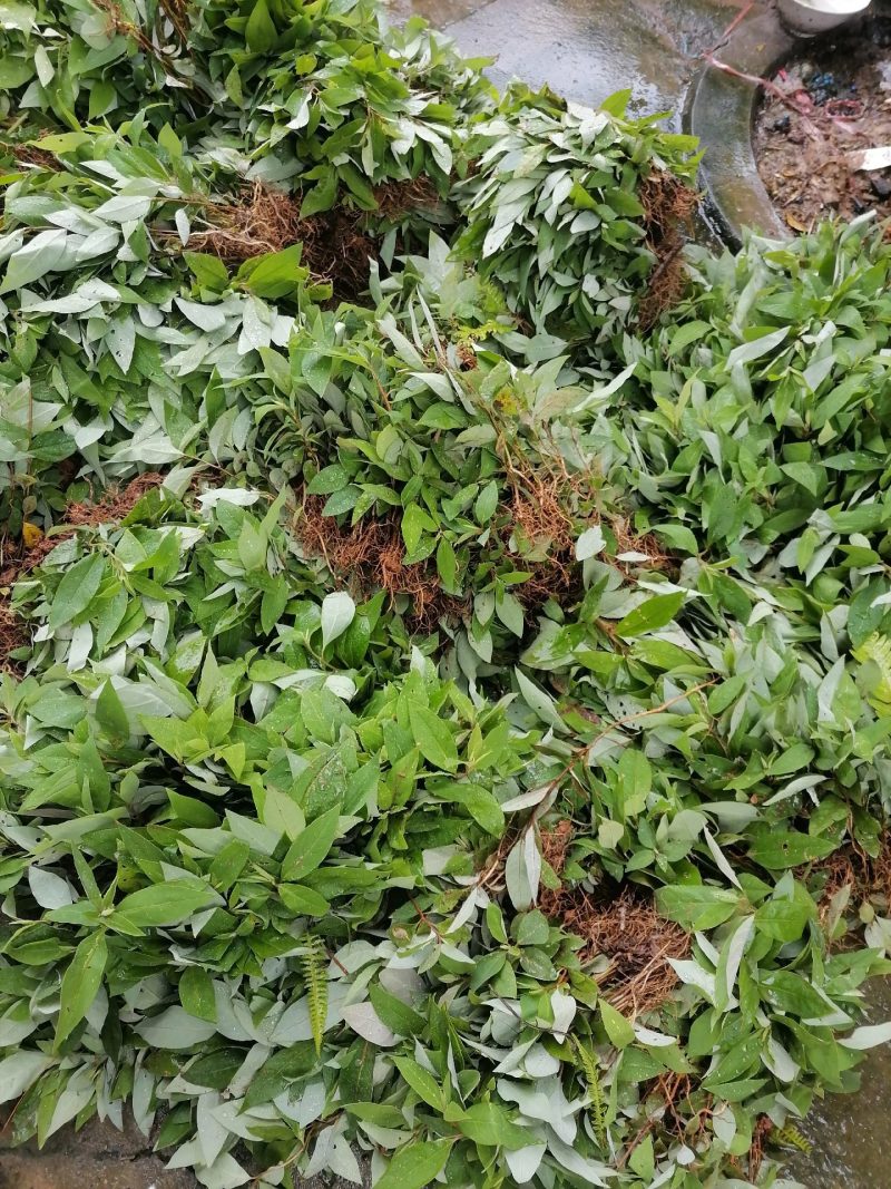 大家好，我湖南省怀化市靖州县丁西发专业种植优质木姜子苗l