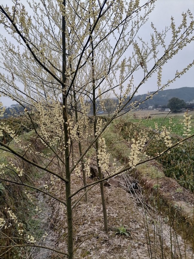 大家好，我湖南省怀化市靖州县丁西发专业种植优质木姜子苗l