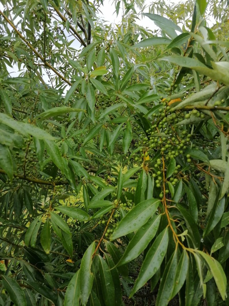 大家好，我湖南省怀化市靖州县丁西发专业种植优质木姜子苗l